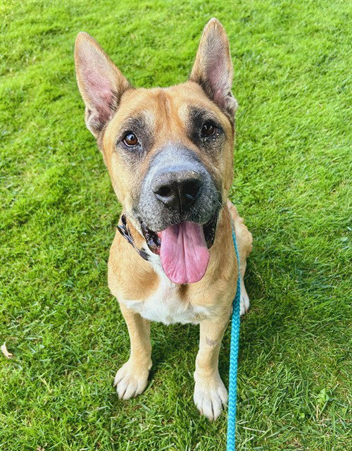 *FREDDIE, an adoptable German Shepherd Dog in Sacramento, CA