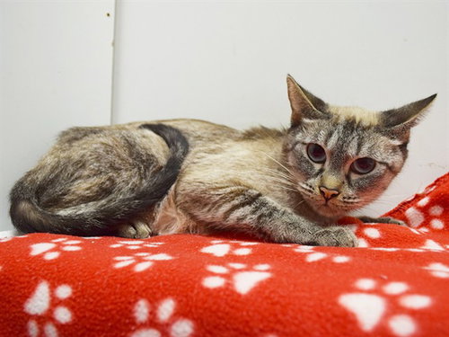 *SYLVIE, an adoptable Siamese in Sacramento, CA