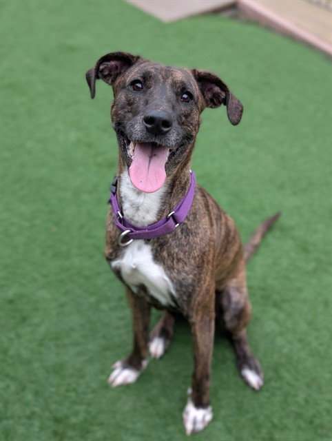 *DOLORES, an adoptable Plott Hound in Sacramento, CA