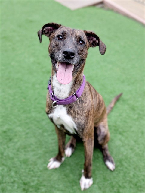 *DOLORES, an adoptable Plott Hound in Sacramento, CA