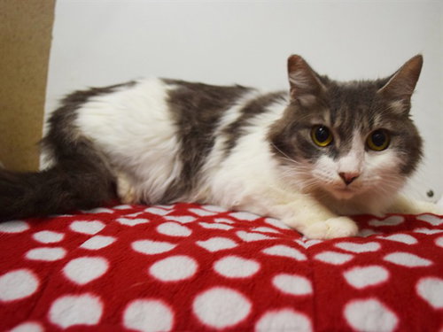 *MEERA, an adoptable Domestic Medium Hair in Sacramento, CA