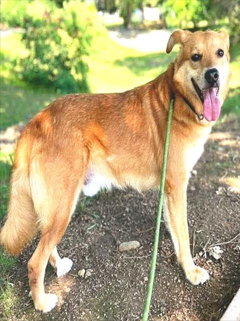 LIO, an adoptable German Shepherd Dog in Sacramento, CA