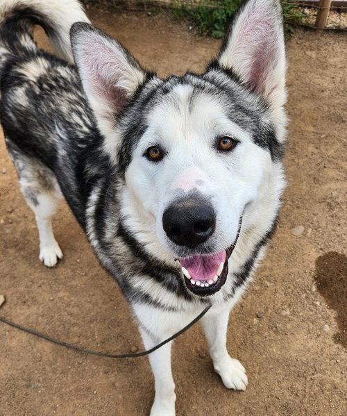 *TIKAANI, an adoptable Alaskan Malamute in Sacramento, CA