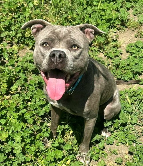 SHILOH, an adoptable Pit Bull Terrier in Sacramento, CA