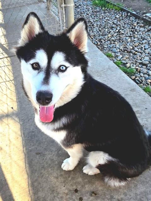 *REINA, an adoptable Husky in Sacramento, CA