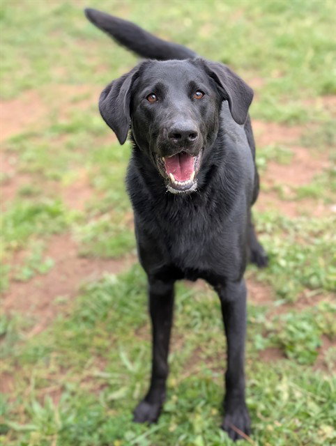 JASPER, an adoptable Labrador Retriever in Sacramento, CA