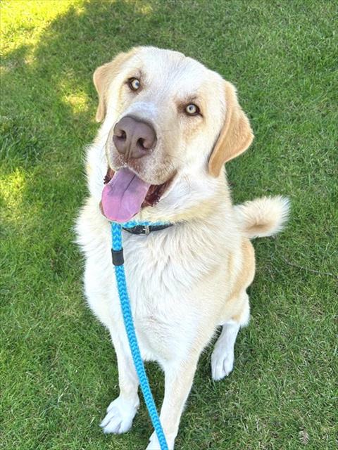 *YETI, an adoptable Anatolian Shepherd in Sacramento, CA