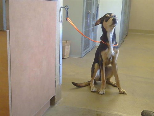 *LUCKY, an adoptable Doberman Pinscher in Sacramento, CA