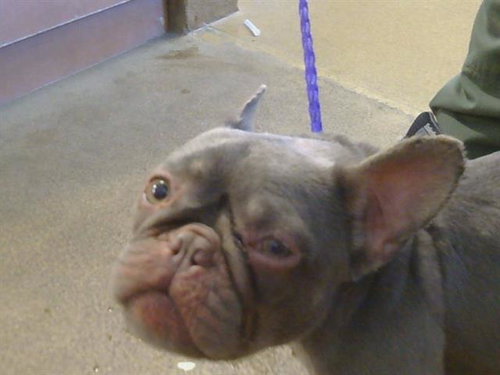 A918818, an adoptable French Bulldog in Sacramento, CA