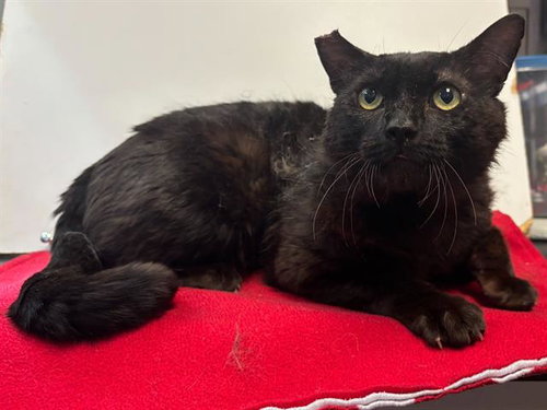 *MALCOLM, an adoptable Domestic Short Hair in Sacramento, CA
