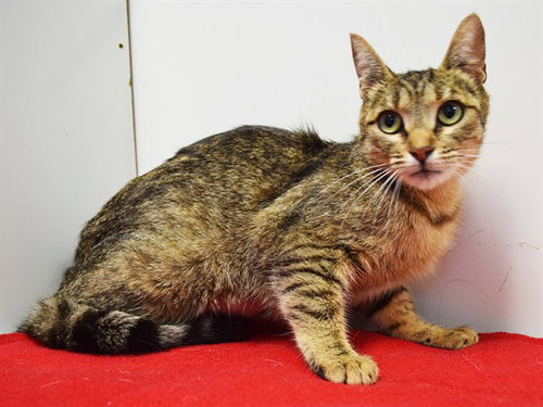 *ONYA, an adoptable Domestic Short Hair in Sacramento, CA