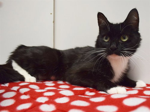 *PRIMROSE, an adoptable Domestic Short Hair in Sacramento, CA