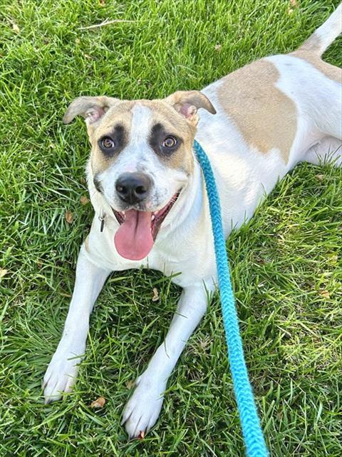 LADY, an adoptable Anatolian Shepherd in Sacramento, CA