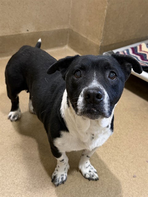 *ALMOND, an adoptable Basset Hound in Sacramento, CA
