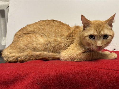 *SUNNY, an adoptable Domestic Short Hair in Sacramento, CA