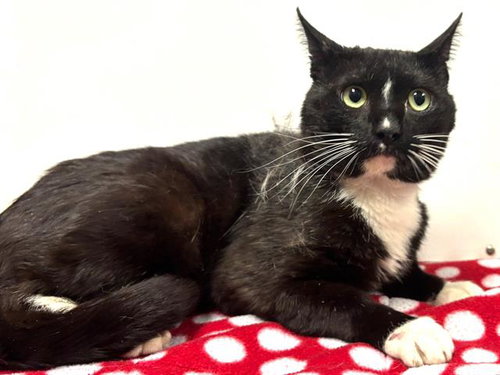 *TONY, an adoptable Domestic Short Hair in Sacramento, CA