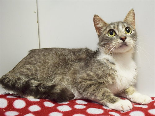 *KAMILAH, an adoptable Domestic Short Hair in Sacramento, CA