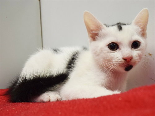 *LICORICE, an adoptable Domestic Short Hair in Sacramento, CA