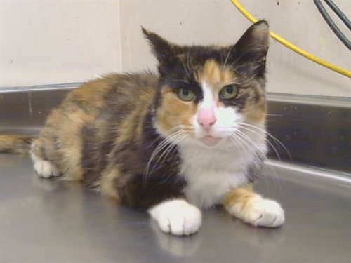 *ANASTASIA, an adoptable Domestic Short Hair in Sacramento, CA