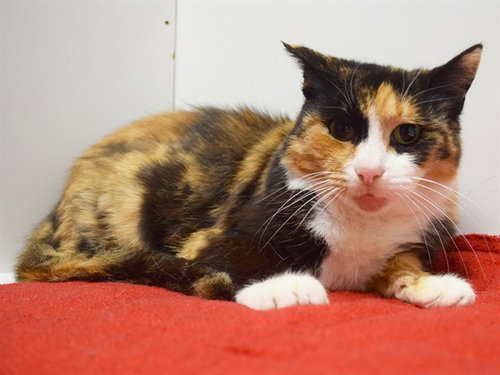 *ANASTASIA, Senior Domestic Short Hair (medium coat), cat for adoption in Roseville, California