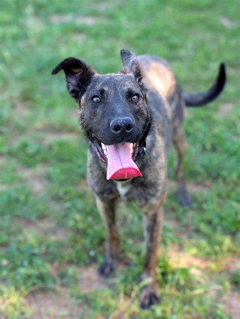 *ZURI, an adoptable German Shepherd Dog in Sacramento, CA
