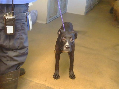 *BODHI, an adoptable Pit Bull Terrier in Sacramento, CA