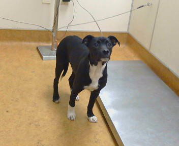 *LUCAS, an adoptable Border Collie in Sacramento, CA