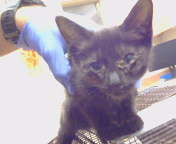 *BETTY, an adoptable Domestic Short Hair in Sacramento, CA