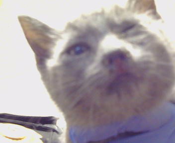 *BETH ANNE, an adoptable Domestic Short Hair in Sacramento, CA
