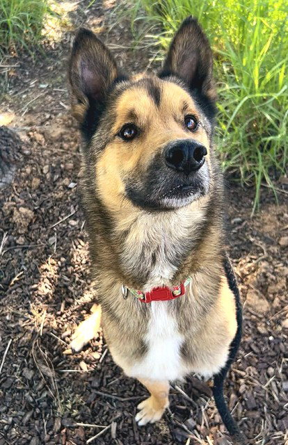 CODY, an adoptable German Shepherd Dog in Sacramento, CA