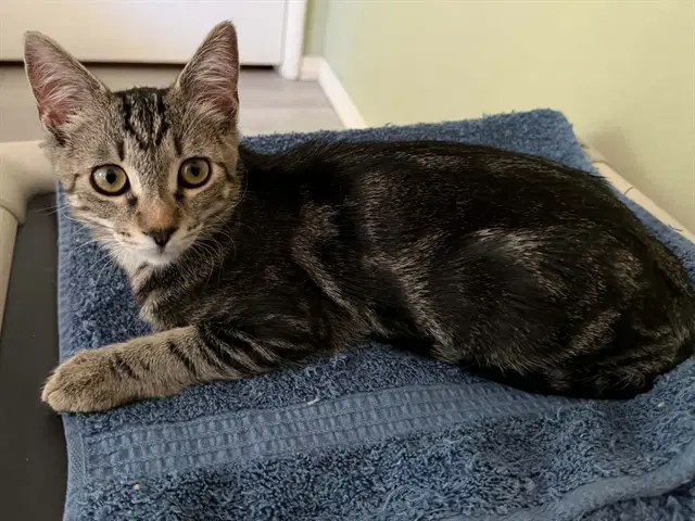 Savannah - Domestic Short Hair