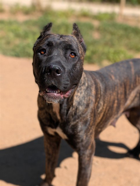 *WILMA, an adoptable Cane Corso Mastiff in Sacramento, CA