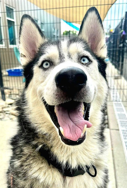 LOBO