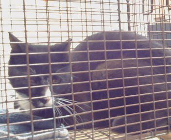 *FIRECRACKER (BARN CAT)
