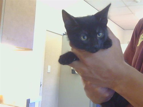 *BLACKIE