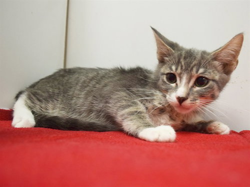 CAROLINA REAPER, Baby Domestic Short Hair (medium coat), cat for adoption in Fairfield, California