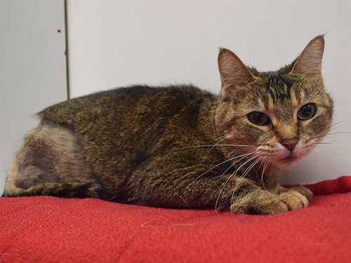 URSULA, Adult Domestic Short Hair (medium coat), cat for adoption in Fairfield, California