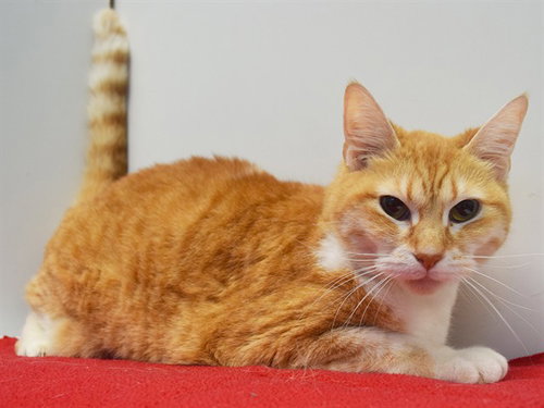 PEACHES, Adult Domestic Short Hair (medium coat), cat for adoption in Fairfield, California