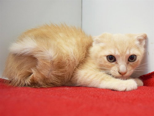 *FRED, Baby Domestic Short Hair (medium coat), cat for adoption in Sacramento, California