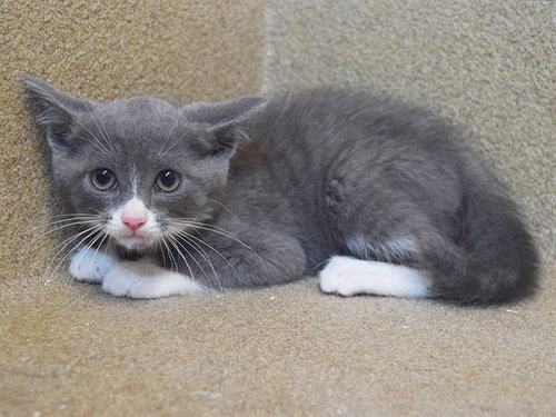 *AMOS, Baby Domestic Short Hair (medium coat), cat for adoption in Sacramento, California