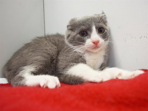 *SAM, Baby Domestic Short Hair (medium coat), cat for adoption in Sacramento, California