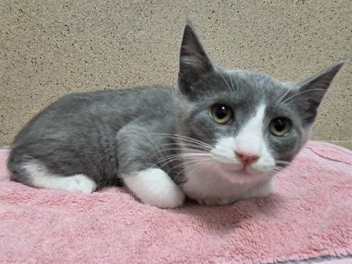 *SAM, Baby Domestic Short Hair (medium coat), cat for adoption in Yuba City, California