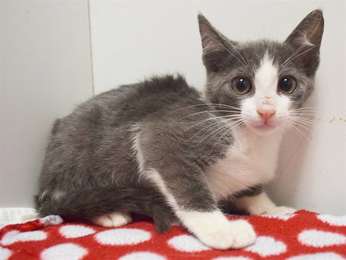 *BOBBY, Baby Domestic Short Hair (medium coat), cat for adoption in Sacramento, California