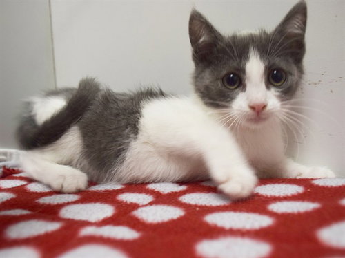 *VANESSA, Baby Domestic Short Hair (medium coat), cat for adoption in Sacramento, California