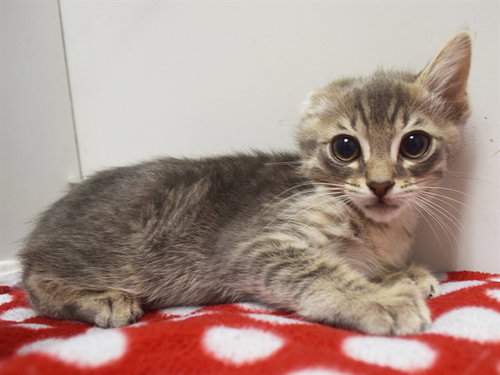 *TYLER, Baby Domestic Short Hair (medium coat), cat for adoption in Sacramento, California