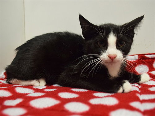 *KATHY, Baby Domestic Short Hair (medium coat), cat for adoption in Lincoln, California