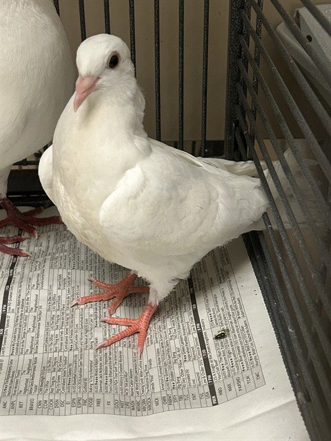 A920595