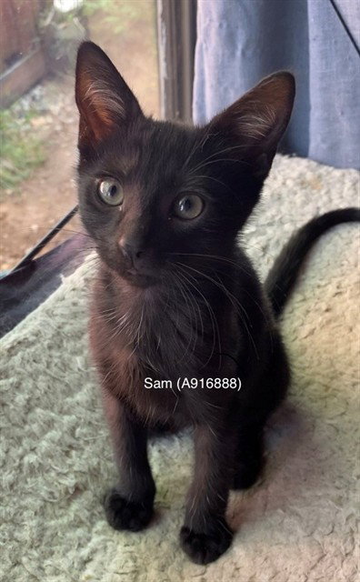SAM, Baby Domestic Short Hair (medium coat), cat for adoption in Roseville, California