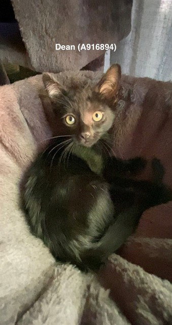 DEAN, Baby Domestic Short Hair (medium coat), cat for adoption in Roseville, California
