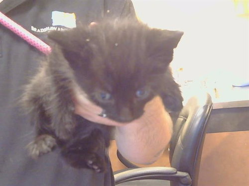 *CHAZ, Baby Domestic Short Hair (medium coat), cat for adoption in Roseville, California